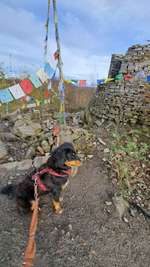 Hundeauslaufgebiet-Little Tibet-Bild