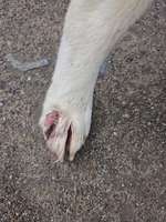 Pfoten Hinten Nagel gebrochen und angeschwollen-Beitrag-Bild