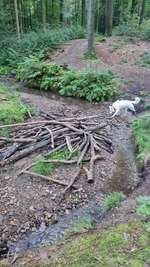 Hundeauslaufgebiet-Wald am Silberknapp-Bild