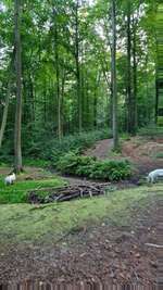 Hundeauslaufgebiet-Wald am Silberknapp-Bild