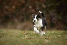 Husky Bordercollie Mischlinge-Beitrag-Bild