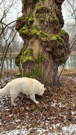 Hundeauslaufgebiet-Inn bei Neuötting-Bild