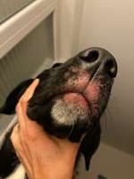 Hautprobleme an der Schnauze-Beitrag-Bild