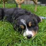 Ersteller:in Anke Profilbild