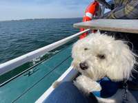 Urlaub mit Hund - Noordwijk - Erfahrungen?-Beitrag-Bild