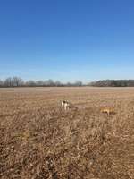 Hundeauslaufgebiet-Mahlow-Bild