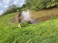 Hundeauslaufgebiet-Ehemaliger Rennplatz-Bild