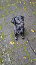 Steine werden gefressen-Beitrag-Bild