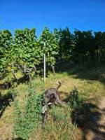 Hundeauslaufgebiet-Weinberge Steinburg-Bild