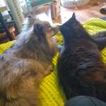 Zwergspitz bellt zu viel Hilfe-Beitrag-Bild