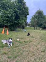 Hundeauslaufgebiet-Hundewiese Ossweil-Bild