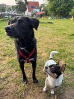 Hundeauslaufgebiet-Hundewiese Ossweil-Bild