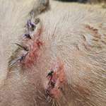 Wundheilung nach Kastration-Beitrag-Bild