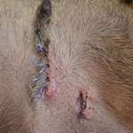 Wundheilung nach Kastration-Beitrag-Bild