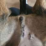 Wundheilung nach Kastration-Beitrag-Bild