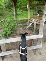 Hundeauslaufgebiet-Walderlebnis Ehrhorn, Erlebnispfad in der Lüneburger Heide.-Bild