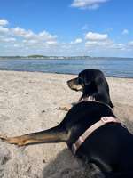Hundeauslaufgebiet-Hundestrand Eckernförde-Bild
