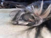 Verletzung an der Pfote-Beitrag-Bild