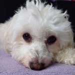 Ersteller:in Lisa Profilbild