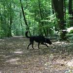 Ist mein Hund wirklich zu dünn?-Beitrag-Bild