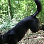 Ist mein Hund wirklich zu dünn?-Beitrag-Bild
