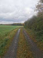 Hundeauslaufgebiet-Langes Feld-Bild