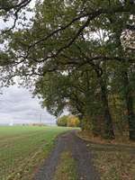 Hundeauslaufgebiet-Langes Feld-Bild