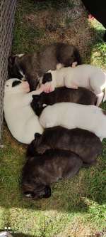 so sehen glücklich entspannte Welpen aus,mal sehen wer da anderer meinung ist-Beitrag-Bild