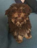 Habt ihr auch einen Balu?-Beitrag-Bild