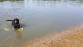 Hundeauslaufgebiet-Seenpark III-Bild