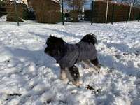 Hundeauslaufgebiet-Hundewiese Bad Vilbel Dortelweil-Bild