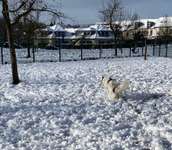 Hundeauslaufgebiet-Hundewiese Bad Vilbel Dortelweil-Bild