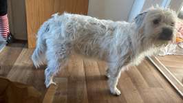 Hund zu dick?-Beitrag-Bild