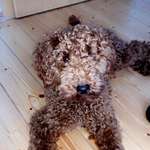 Ersteller:in Mara Profilbild