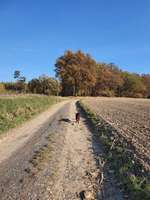 Hundeauslaufgebiet-Königsholz-Bild