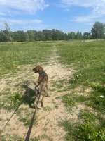 Hundeauslaufgebiet-Zentrum-Süd S-Bahn MDR-Bild