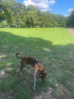 Hundeauslaufgebiet-Johann-Jakob-Weber-Platz-Bild