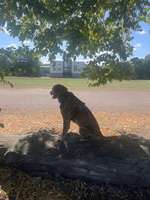 Hundeauslaufgebiet-Agrapark-Bild