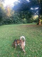 Hundeauslaufgebiet-Industriestraße-Bild