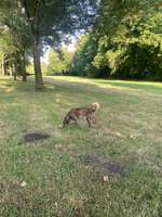 Hundeauslaufgebiet-Park Lößnig-Dölitz, West-Bild