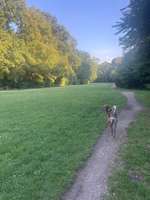 Hundeauslaufgebiet-Ferdinand-Lassalle-Brücke-Bild