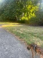 Hundeauslaufgebiet-Kleine Hundewiese an der R.-L.-Straße/A.-H.-Straße-Bild