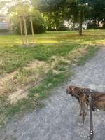 Hundeauslaufgebiet-Kleine Hundewiese an der R.-L.-Straße/A.-H.-Straße-Bild