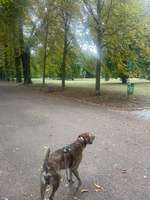 Hundeauslaufgebiet-Friedenspark-Bild