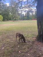 Hundeauslaufgebiet-Wilhelm-Külz-Park-Bild