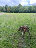 Hundeauslaufgebiet-Park Lößnig-Dölitz, Mitte-Bild