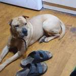 Inkontinenz beim Hund-Beitrag-Bild