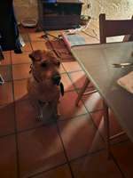 Gibt es eine alternative zu Continencia   Sirup ? Cindy hat darauf drei tage erbrochen-Beitrag-Bild