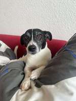 Eisenspeicherkrankheit-Beitrag-Bild