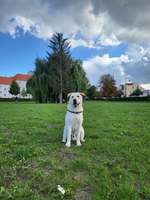 Hundeauslaufgebiet-Naumburg-Bild